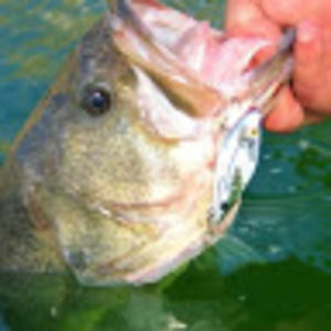 Meet your Posher, Landon